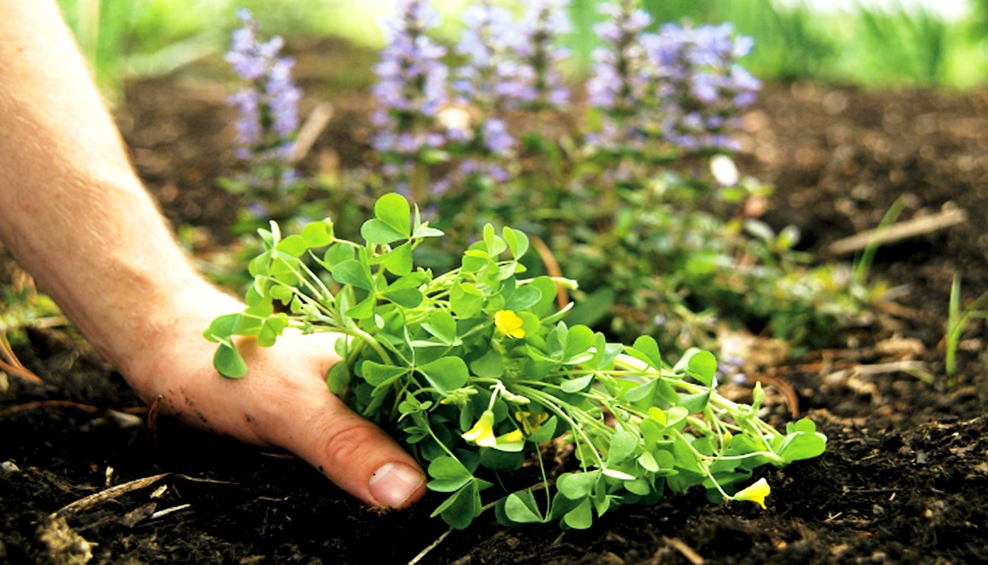 5 Ways To Get Rid Of Weeds From Your Landscape Garden Joe's Home